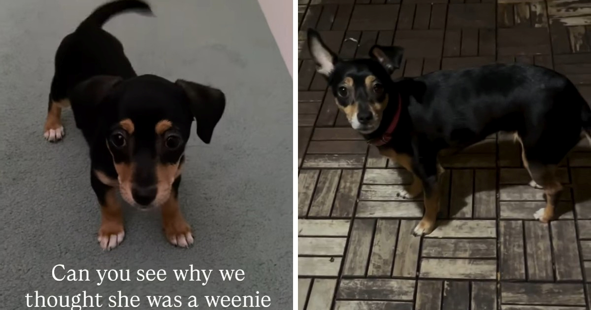 Par udomio "jazavčara" iz azila, a onda ih je dočekalo iznenađenje