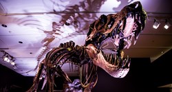 Prodaje se kostur jednog od najvećih primjeraka tiranosaura