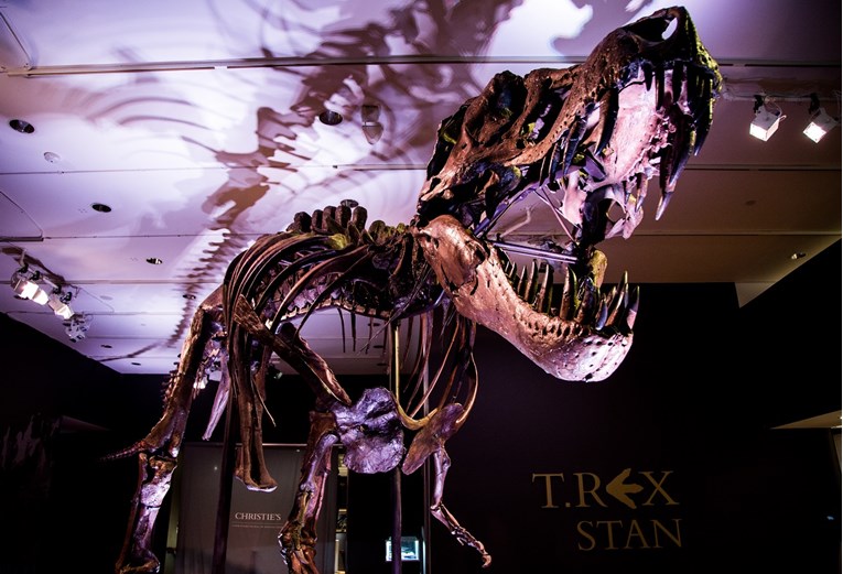 Prodaje se kostur jednog od najvećih primjeraka tiranosaura