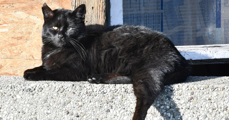 FOTO Iskoristila toplo vrijeme: Mačka se sunčala na prozoru u Sisku