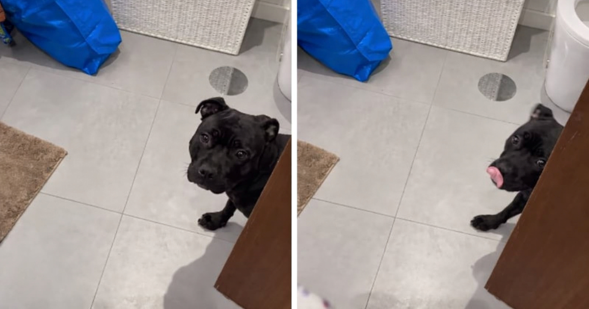 Vlasnica je samo pokazala šampon, a reakcija njezine ljubimice nasmijala je tisuće