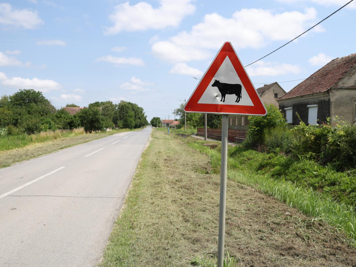 Afrička svinjska kuga ponovo potvrđena na području Osječko-baranjske županije