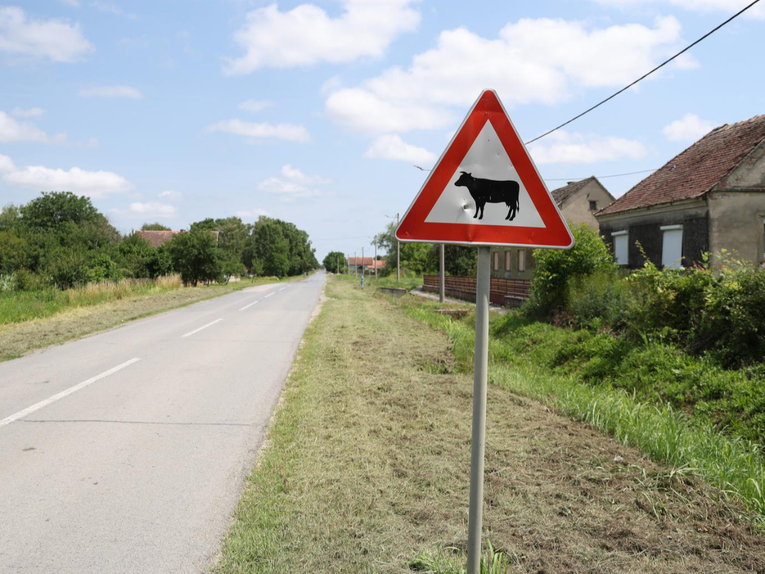 Afrička svinjska kuga ponovo potvrđena na području Osječko-baranjske županije