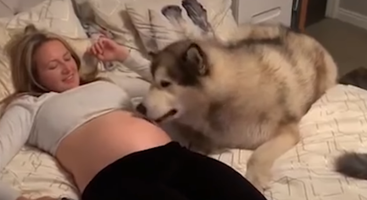 Ovi divni psi štite trbuh svoje trudne vlasnice i to izgleda najslađe