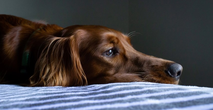 Evo što trebate učiniti ako vaš pas pati od anksioznosti