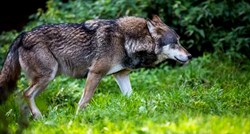 Vučica koja je pobjegla u Osijeku uhvaćena kod mađarske granice