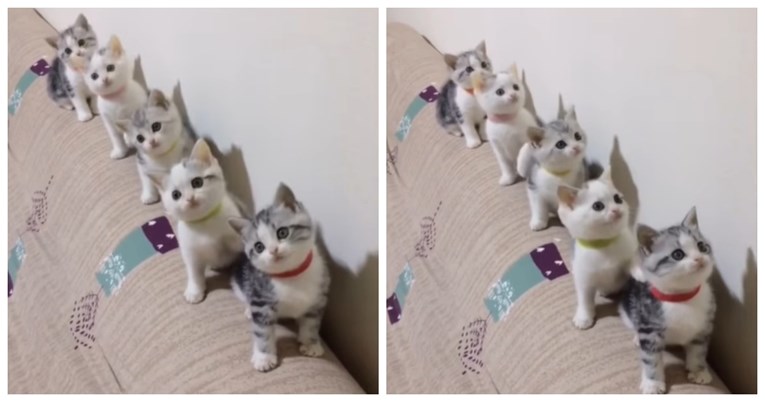 Mačići koji se njišu u ritmu glazbe postali su hit na Instagramu