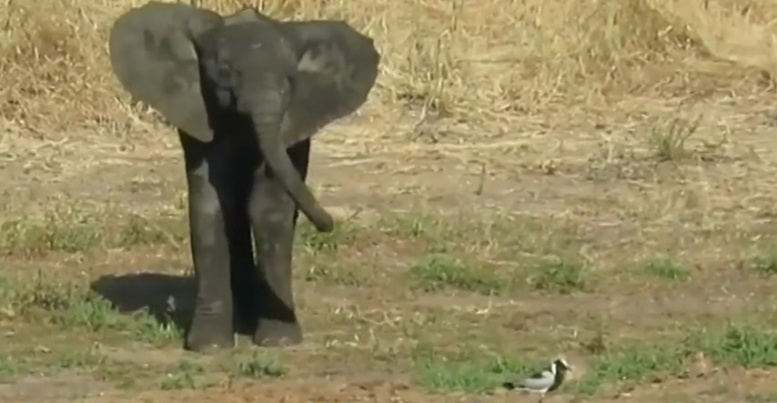 Beba slon pokušava uplašiti i otjerati malu ptičicu na presladak način