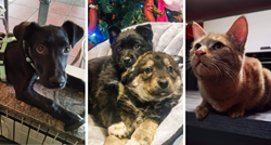 Mačak Zero, pas Đango... Ovi predivni psi i mace žele provesti blagdane u toplom domu
