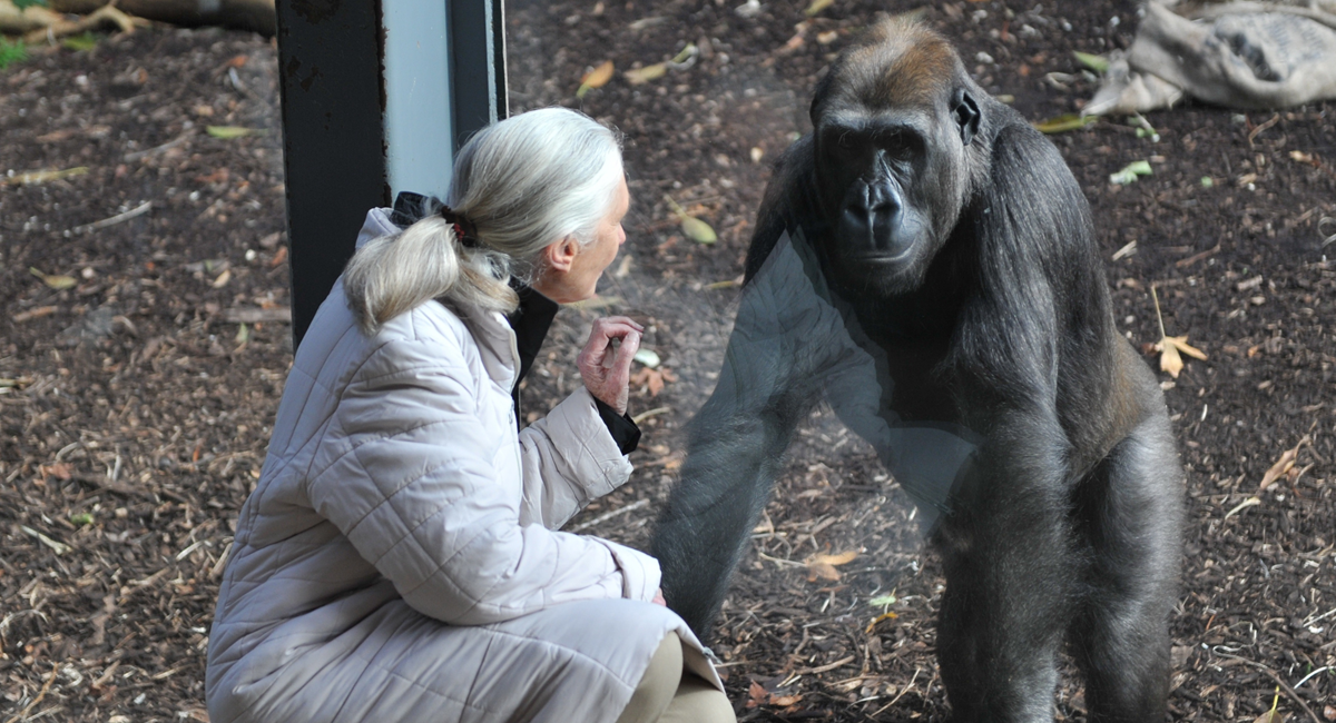 Umrla Jane Goodall, "šaptačica čimpanzama"