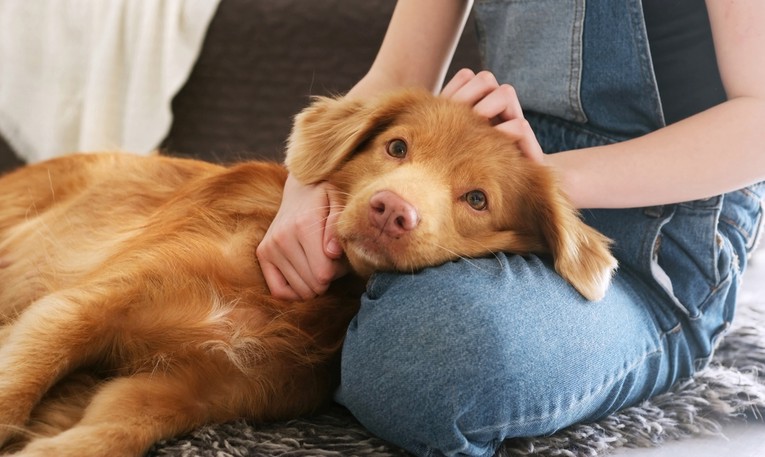 Pet navika koje mogu narušiti povjerenje vašeg psa
