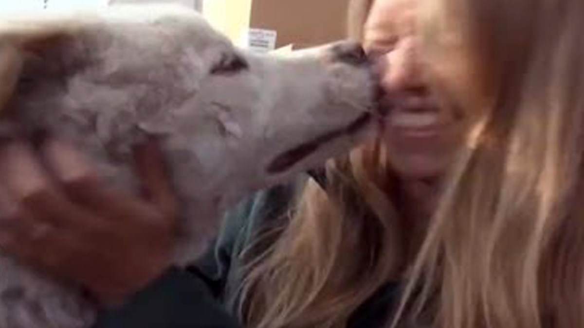 Trebao završiti u korejskom restoranu na jelovniku, danas je u sigurnim rukama