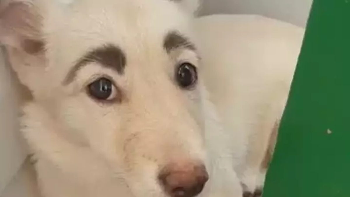 Ne, nitko joj nije nacrtao obrve, kujica Frida jednostavno je posebna