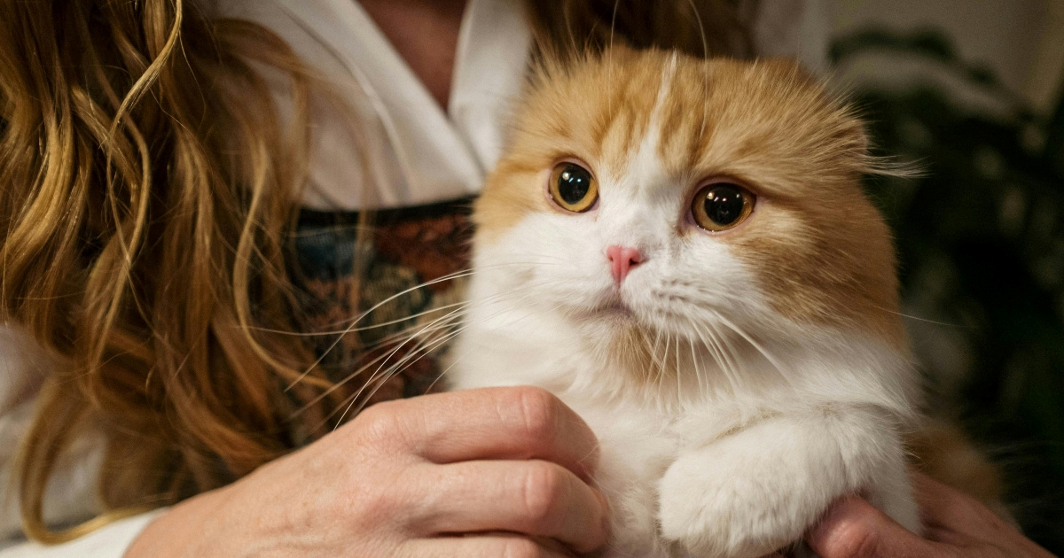 Kako mačke pokazuju ljubav: 10 suptilnih znakova privrženosti