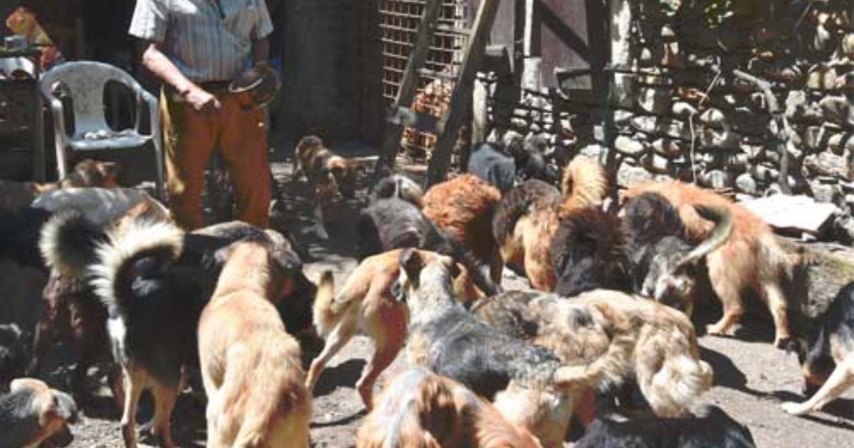 Muškarac je živio s 47 pasa, volonteri se šokirali kad su ušli u njegov dom