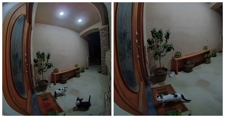 Mačke lutalice naučile koristiti zvono za vrata, video je hit