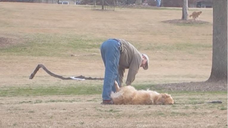 Kad si velik pas i ne želiš doma iz parka, baciš se na travu