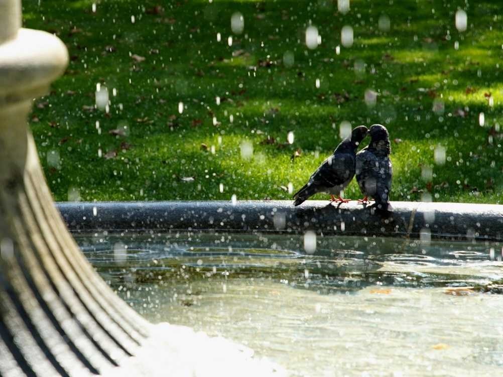 Na zagrebačkom Zrinjevcu smo zatekli zaljubljene golubove. Preslatki su