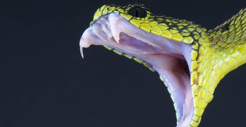 Istraživanje: Ljudi bi mogli proizvoditi otrov kao zmije