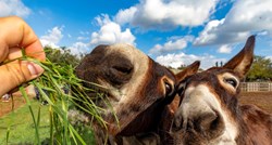 Preslatki magarci u Vodnjanu privukli pažnju, guštali su u svježe ubranoj travi