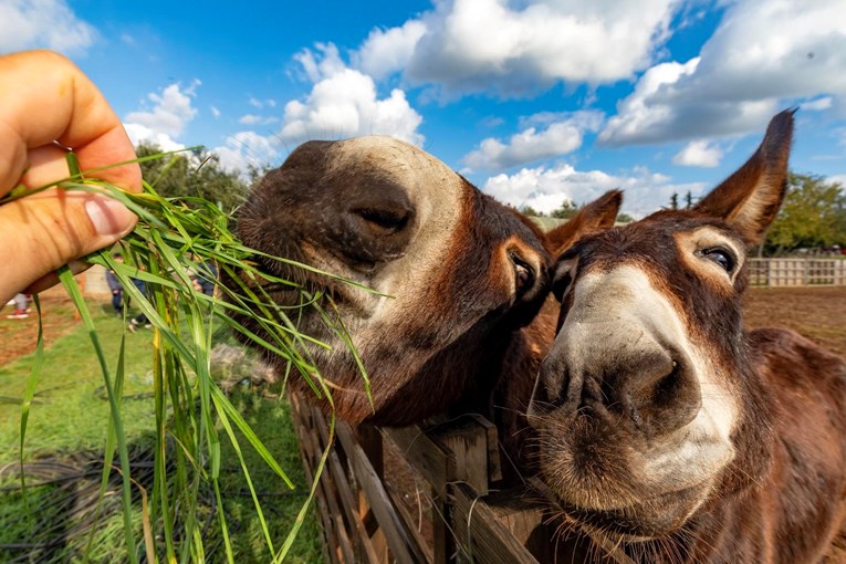 Preslatki magarci u Vodnjanu privukli pažnju, guštali su u svježe ubranoj travi
