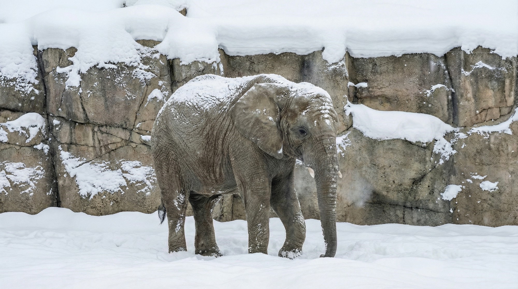 Slon koji se igra snijegom oduševio ljude: "Tako i ja, samo provirim nosom van"