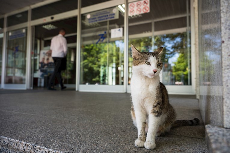 Domar zagrebačkog fakulteta je umro, no na ulazu svakog dana čeka maca koju je hranio