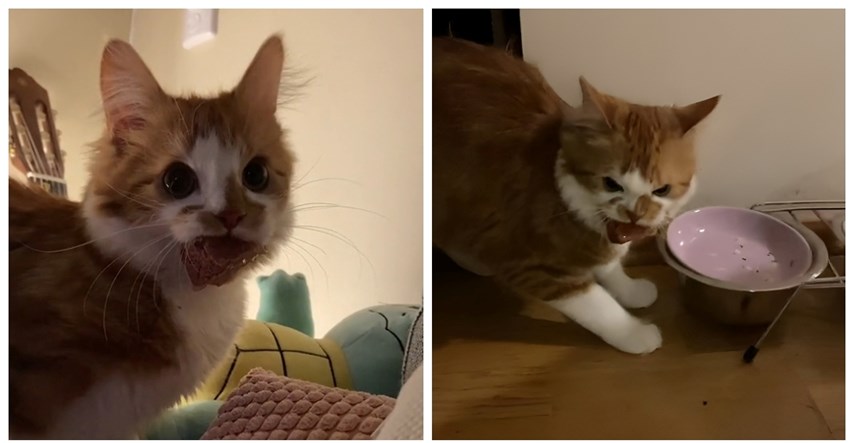 Mačak probao mokru hranu prvi put u životu, pogledajte kako je reagirao