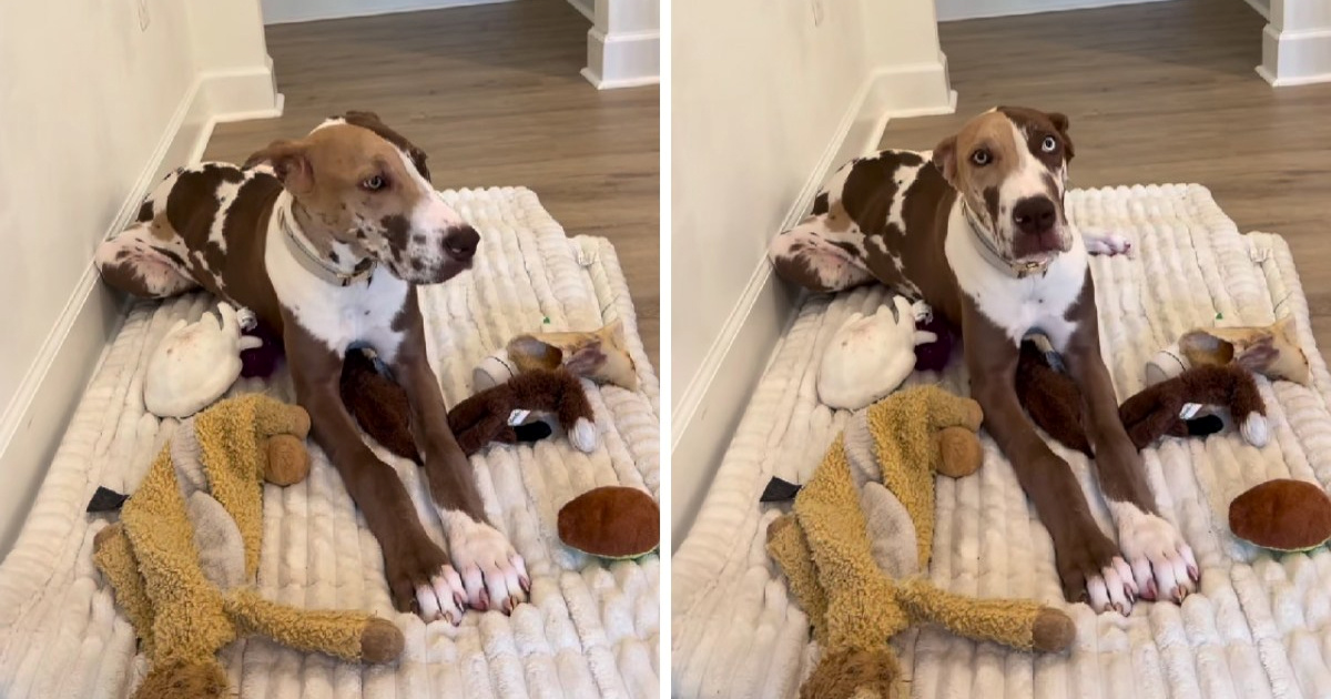 Njemačka doga Kona proglašena najljepšom na internetu zbog neobičnog uzorka dlake