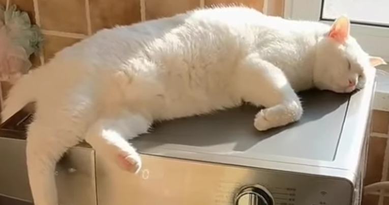 VIDEO Mačka zaspala na perlici za rublje, a onda se pokrenula centrifuga