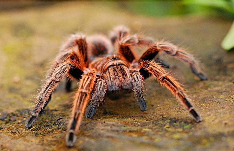 Sve što trebate znati o ugrizu pauka i kako ga liječiti