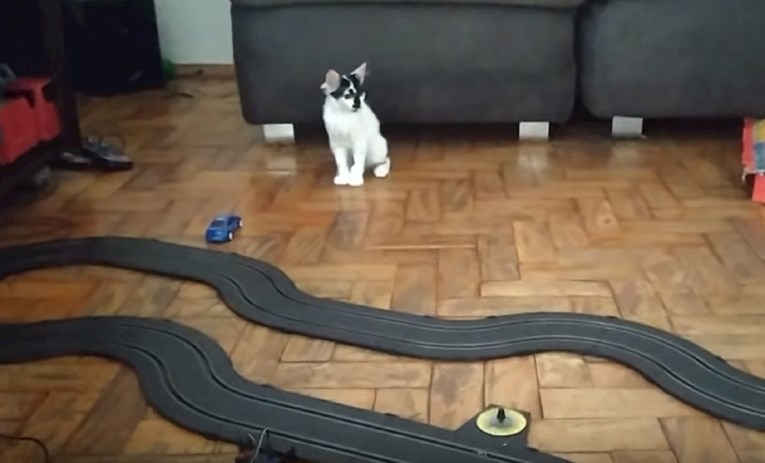 Mačka obožava utrke: Djeca i ljubimci se podjednako vesele ovakvim igračkama