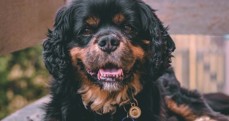 Ne treba samo štencima ljubav: Ova udruga pronalazi novi dom ostarjelim psima