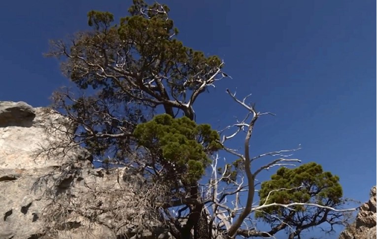 Drvo preživjelo ledeno doba, a sad mu prijeti velika opasnost