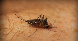 Doznajemo: Opasan virus kojeg prenose komarci u Hrvatskoj, umro muškarac