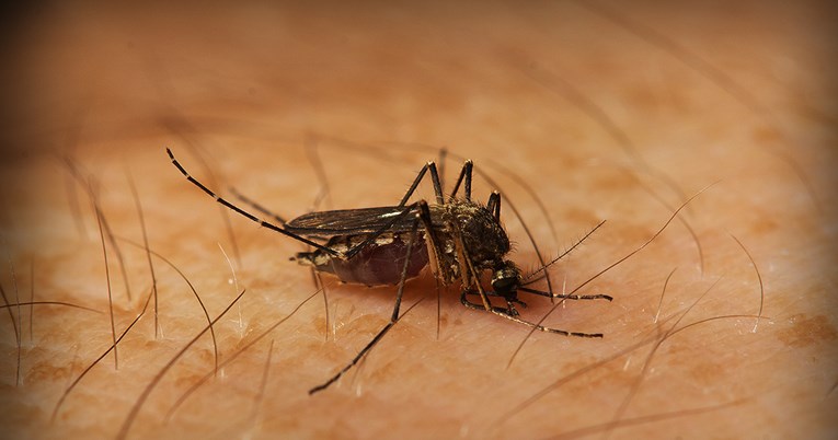 Doznajemo: Opasan virus kojeg prenose komarci u Hrvatskoj, umro muškarac