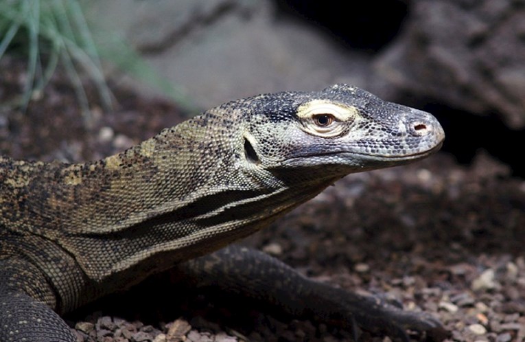 Ženka komodo zmaja donijela na svijet mladunce bez parenja s mužjakom