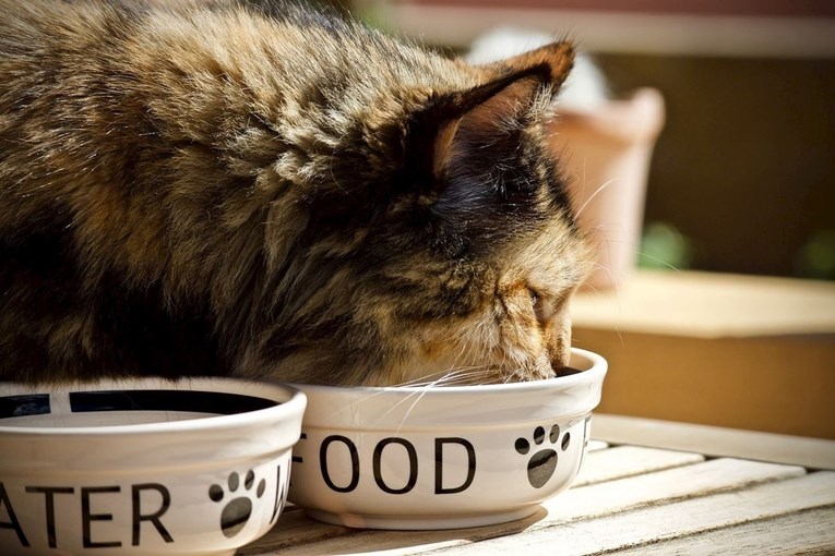 Većina mačaka obožava sirovo meso, ali koliko je ono zdravo za njih?