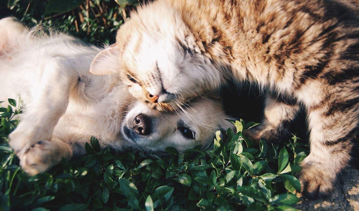 Sumnjate u zdravlje vašeg ljubimca? Postavite veterinaru ova pitanja