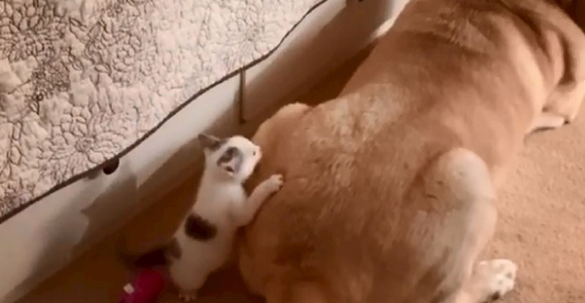 Napušteni mačić pronašao spas pored golemog prijatelja