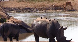 Spas od izumiranja: Nosoroge u JAR-u čuva divovski solarni robot