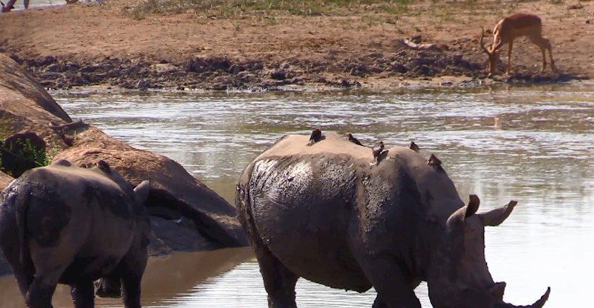 Spas od izumiranja: Nosoroge u JAR-u čuva divovski solarni robot