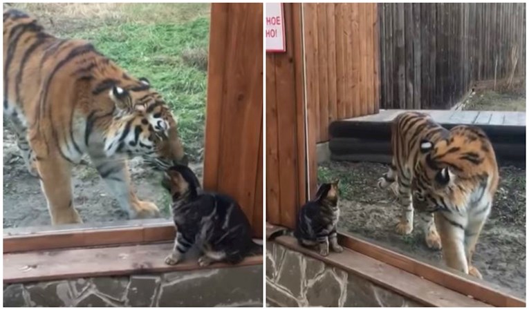 Ljubav na prvi pogled: Susret mačke i velikog tigra rastopit će i najtvrđa srca