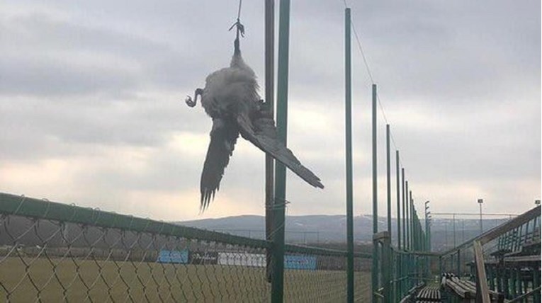 Rumunjski klub na udaru javnosti: Pored terena objesio četiri mrtve vrane