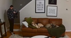 Pas pomogao vlasniku i postao zvijezda interneta