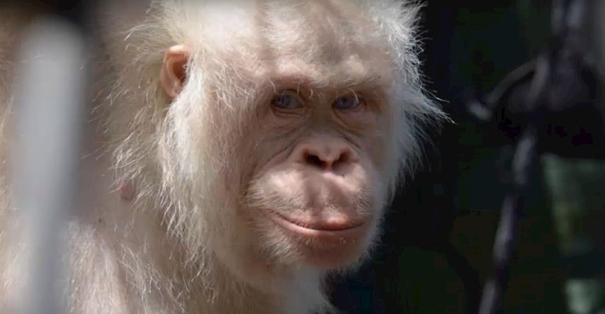 Jedini bijeli orangutan na planetu snimljen u prašumi nakon puštanja na slobodu