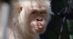 Jedini bijeli orangutan na planetu snimljen u prašumi nakon puštanja na slobodu