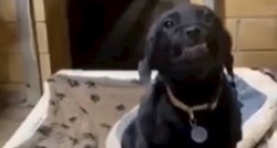 Neodoljivo se štene "smiješi” posjetiteljima azila u nadi da će ga netko udomiti
