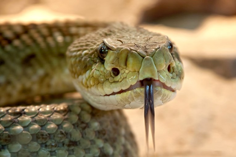 Napravljen prvi umjetni zmijski otrov, to bi moglo spasiti mnoge živote