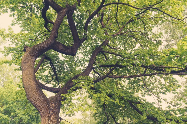 Drvo je nova superhrana, a znanstvenici su otkrili kako ga dodati u namirnice
